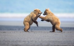 Desktop image. Animals. ID:65025
