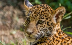 Desktop image. Animals. ID:65026