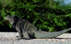 Desktop image. Animals. ID:65027
