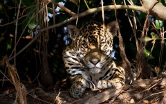 Desktop image. Animals. ID:65028