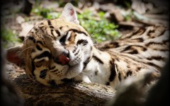 Desktop image. Animals. ID:65029