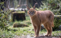 Desktop image. Animals. ID:65031
