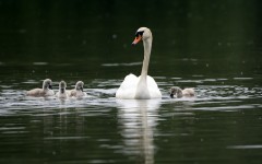 Desktop image. Animals. ID:65032