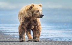 Desktop image. Animals. ID:65033