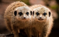 Desktop image. Animals. ID:65034