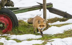 Desktop image. Animals. ID:65035