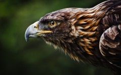 Desktop image. Animals. ID:65036