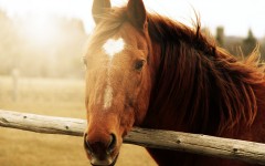 Desktop image. Animals. ID:65037