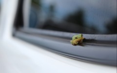 Desktop image. Animals. ID:65038