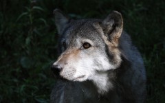 Desktop image. Animals. ID:65039