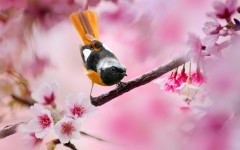 Desktop image. Animals. ID:65040