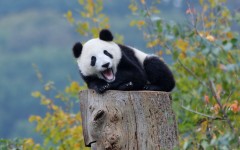 Desktop image. Animals. ID:65041