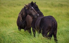 Desktop image. Animals. ID:65043