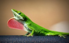 Desktop image. Animals. ID:65044