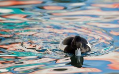 Desktop image. Animals. ID:65045