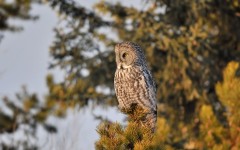 Desktop image. Animals. ID:65046