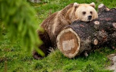 Desktop image. Animals. ID:65047