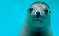 Desktop image. Animals. ID:65049
