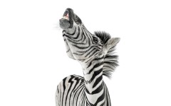 Desktop image. Animals. ID:65050