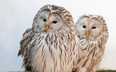 Desktop image. Animals. ID:65051