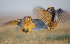 Desktop image. Animals. ID:65052