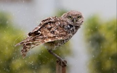 Desktop image. Animals. ID:65053