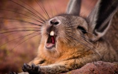 Desktop image. Animals. ID:65054