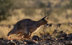 Desktop image. Animals. ID:65055