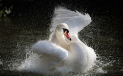Desktop image. Animals. ID:65056