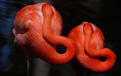 Desktop image. Animals. ID:65058