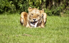 Desktop image. Animals. ID:65059