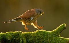 Desktop image. Animals. ID:65060