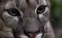 Desktop image. Animals. ID:65061