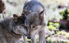 Desktop image. Animals. ID:65062