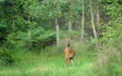 Desktop image. Animals. ID:65063