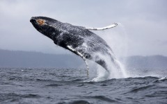 Desktop image. Animals. ID:65064