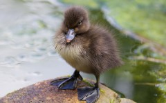 Desktop image. Animals. ID:65065