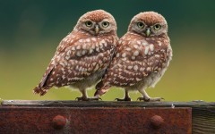 Desktop image. Animals. ID:65066