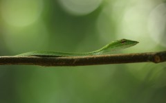 Desktop image. Animals. ID:65067