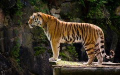 Desktop image. Animals. ID:65068