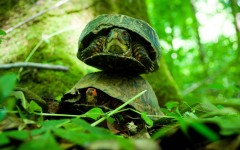 Desktop image. Animals. ID:65069