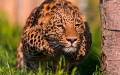 Desktop image. Animals. ID:65070