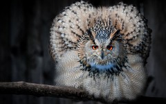 Desktop image. Animals. ID:65071