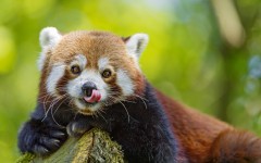 Desktop image. Animals. ID:65073