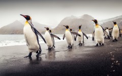 Desktop image. Animals. ID:65074