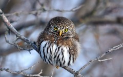 Desktop image. Animals. ID:65075
