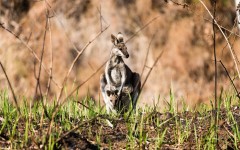 Desktop image. Animals. ID:65076