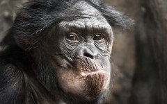 Desktop image. Animals. ID:65077