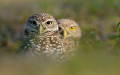 Desktop image. Animals. ID:65078
