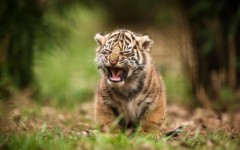 Desktop image. Animals. ID:65079
